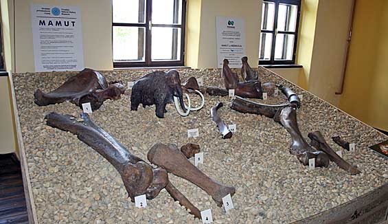 mamut-u-medjimurju mamut-u-medjimurju