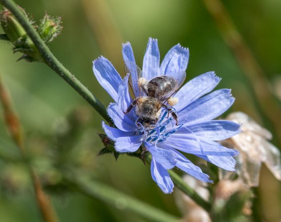 BEE(A)WARE: Svjetski je dan pčela! Donosimo fotografski i kartografski pregled ploha pod mozaičnom košnjom u Međimurskoj županiji