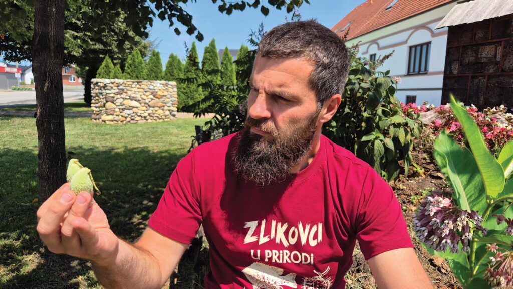 Velimir Basek - prava svilenica plod - foto Roberta Radovic
