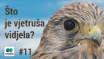telop you tube Sto je vjetrusa vidjela 11