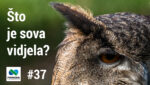 telop you tube - Sto je sova vidjela 37