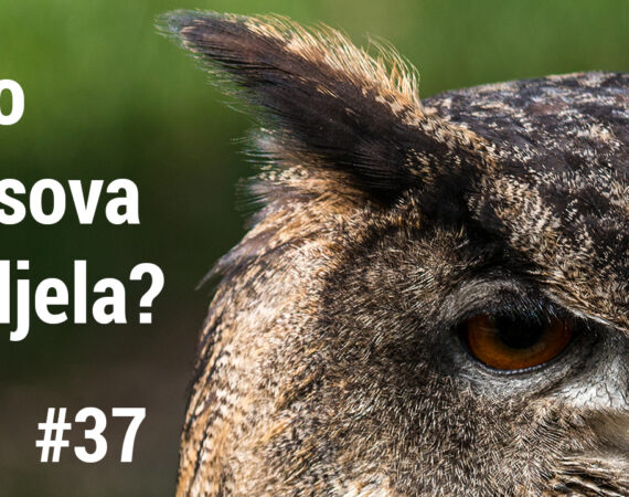 Što je sova vidjela? #37 – Nova epizoda otkriva tajni život kune zlatice