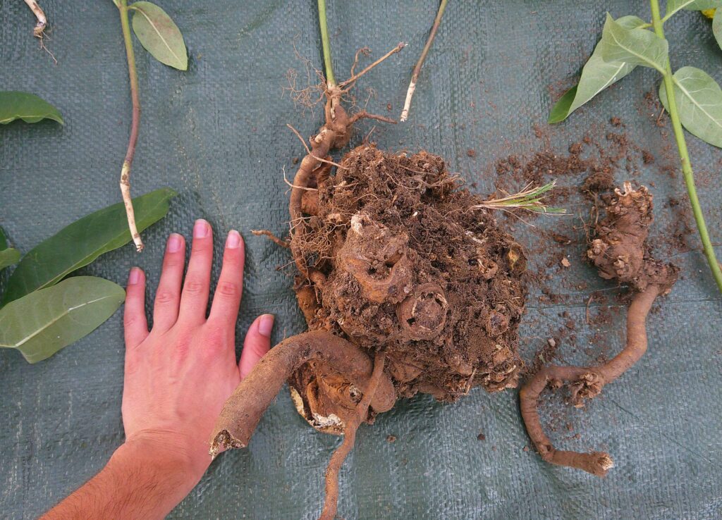 Podzemni podanak prave svilenice