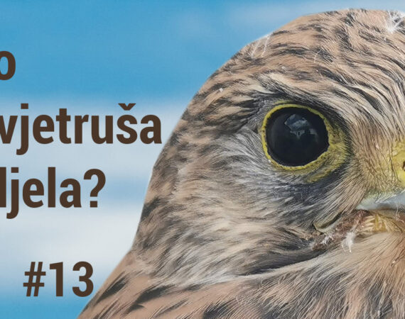 VIDEO: Što je vjetruša vidjela? #13