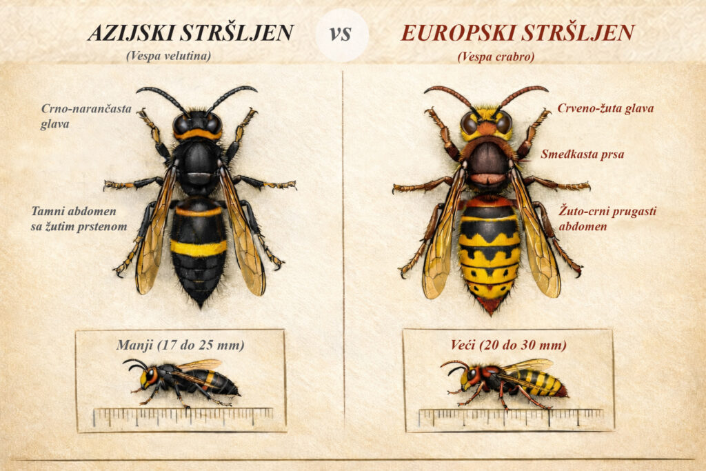 Azijski vs Europski stršljen