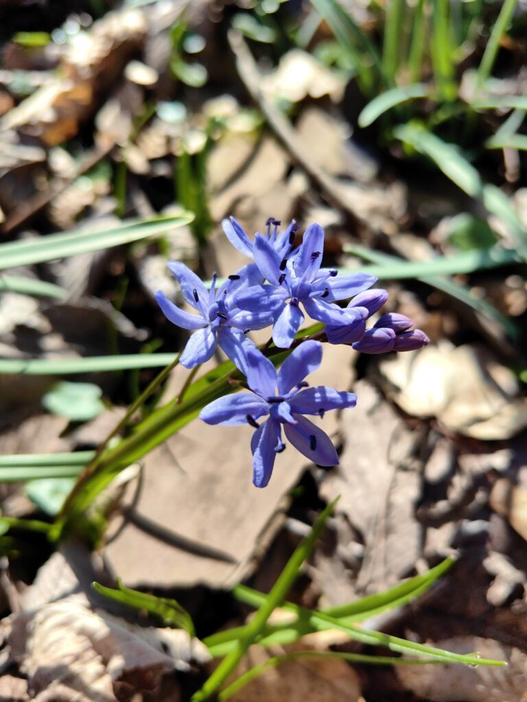 Procjepak_Monika Cindric2