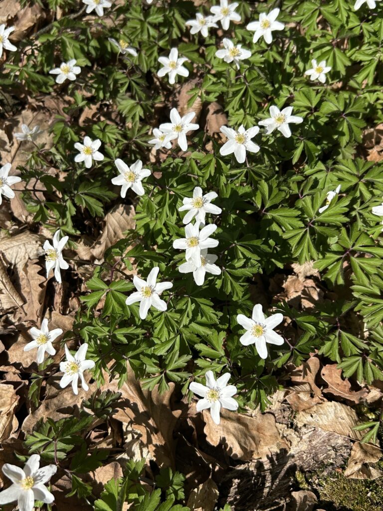 bijela sumarica_Mihaela Mesaric