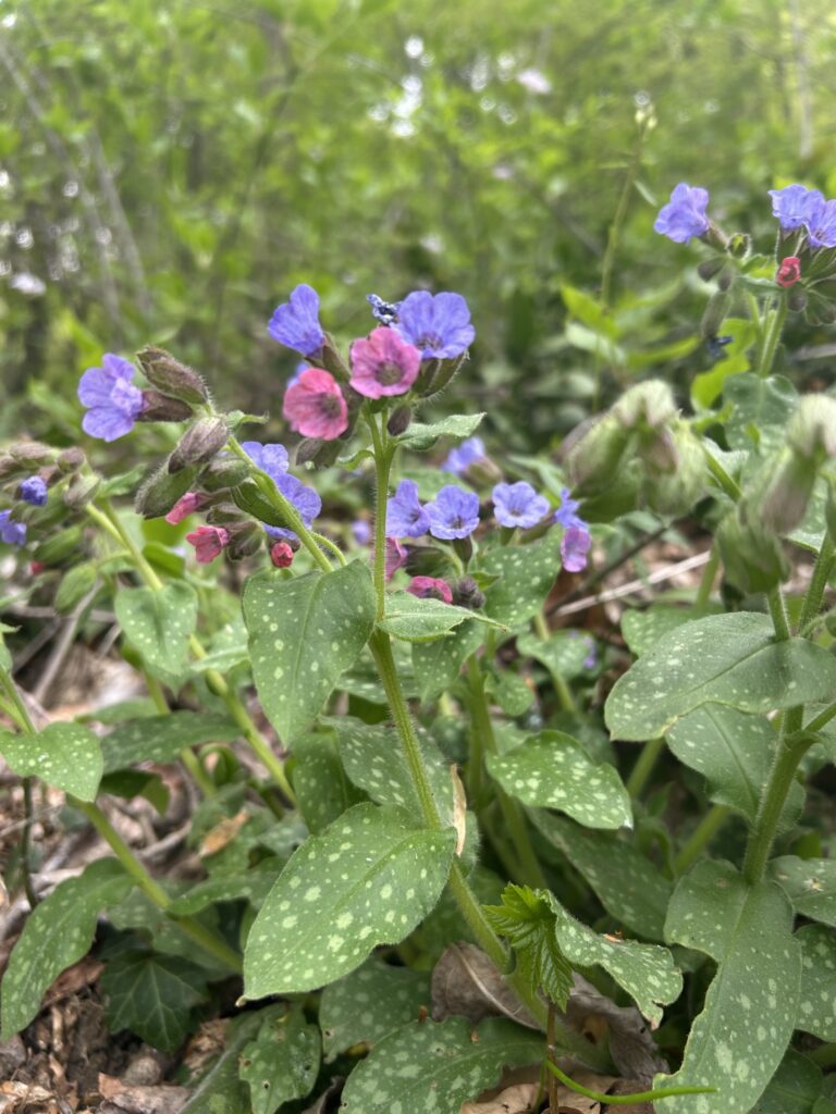 plucnjak_Mihaela Mesaric