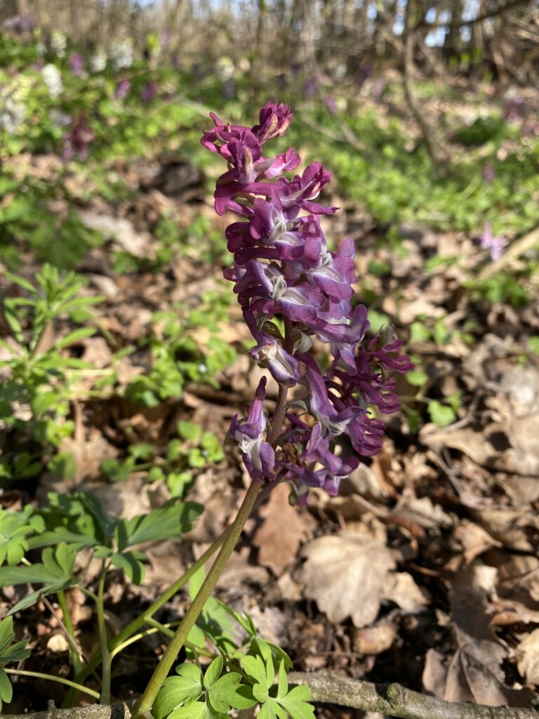 supaljka - foto Ivana Horvat