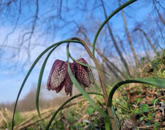 Kockavica – ukras prirode