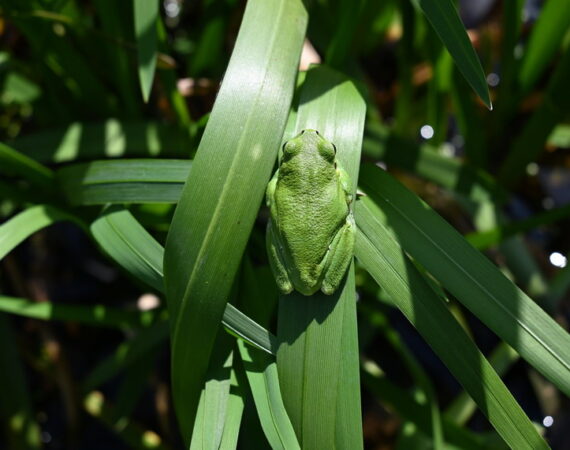ZELENA ŠPIJUNAŽA:  Osam fotografija vrijedne prirodne baštine