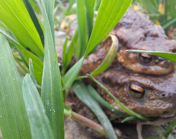 Rezultati volonterske akcije Žabe na cesti!