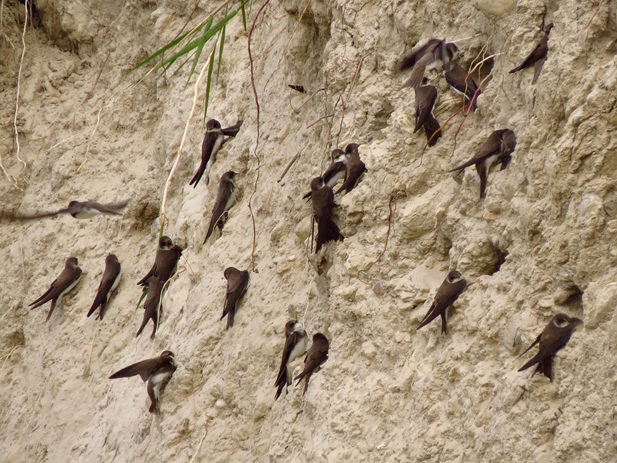 Volonterska akcija uređenja obale za bregunice na Dravi kod Gornjeg Hrašćana