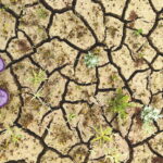 Zelena spijunaza_resize