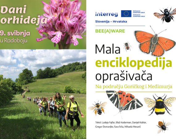 BEE(A)WARE: Što povezuje Dane orhideja i Malu enciklopediju oprašivača?