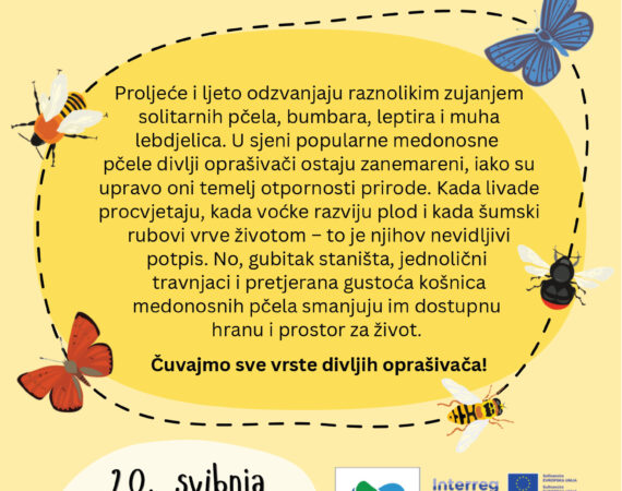 BEE(A)WARE: Ne zuji samo jedna vrsta!