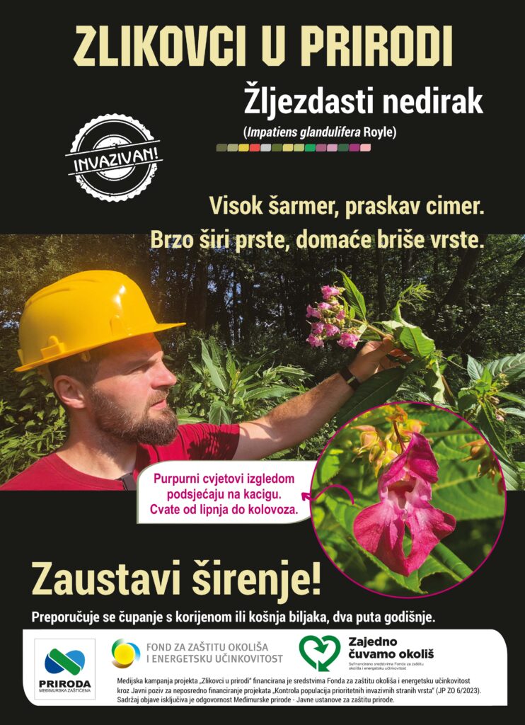 oglas žljezdasti nedirak