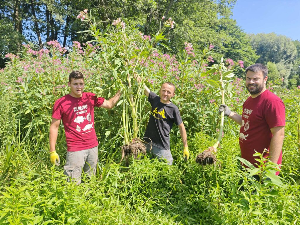 01 akcija uklanjanja žljezdastog nedirka na Mukač bari (4